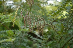 Sophora tomentosa